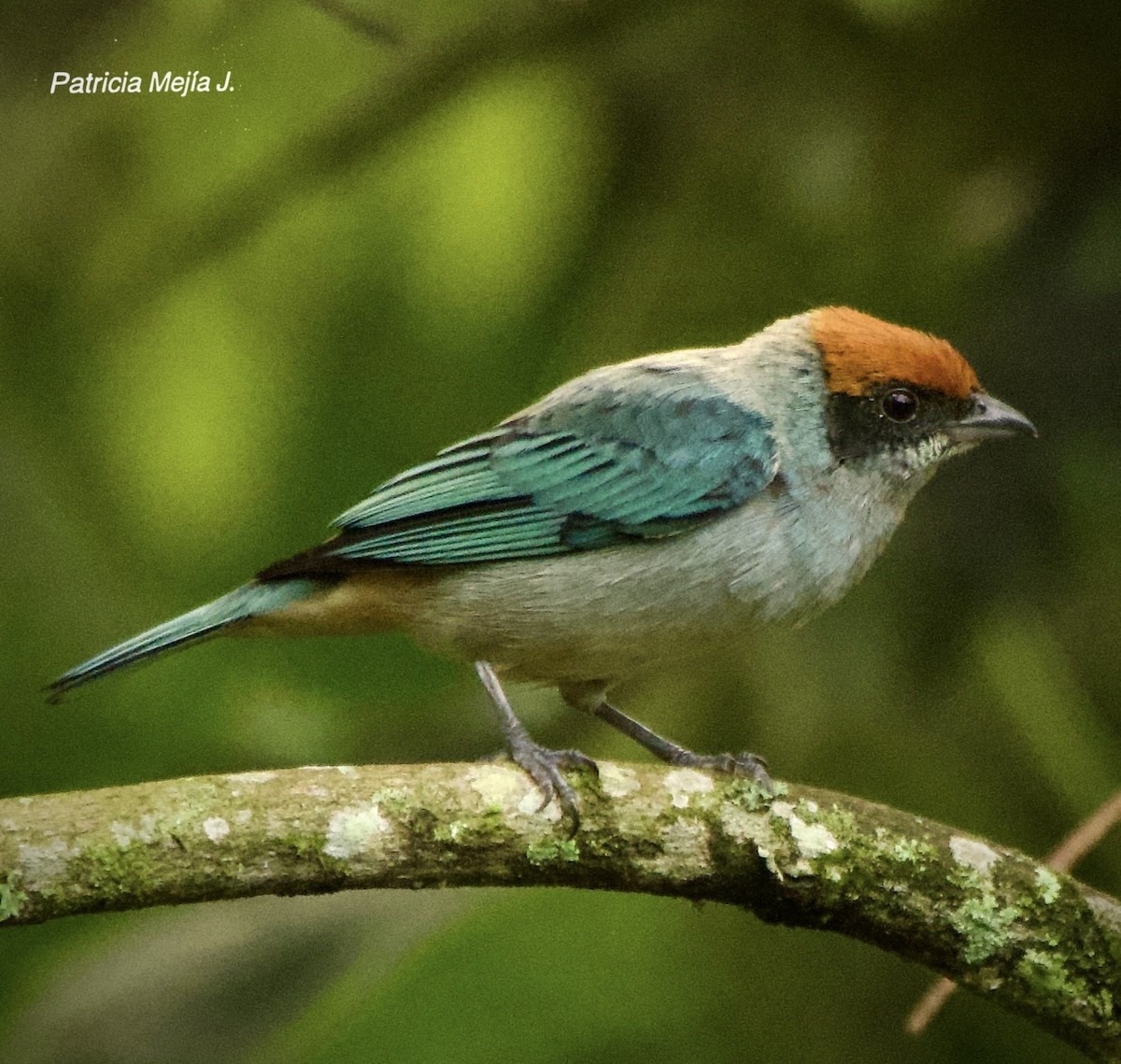 Scrub Tanager - ML641078540