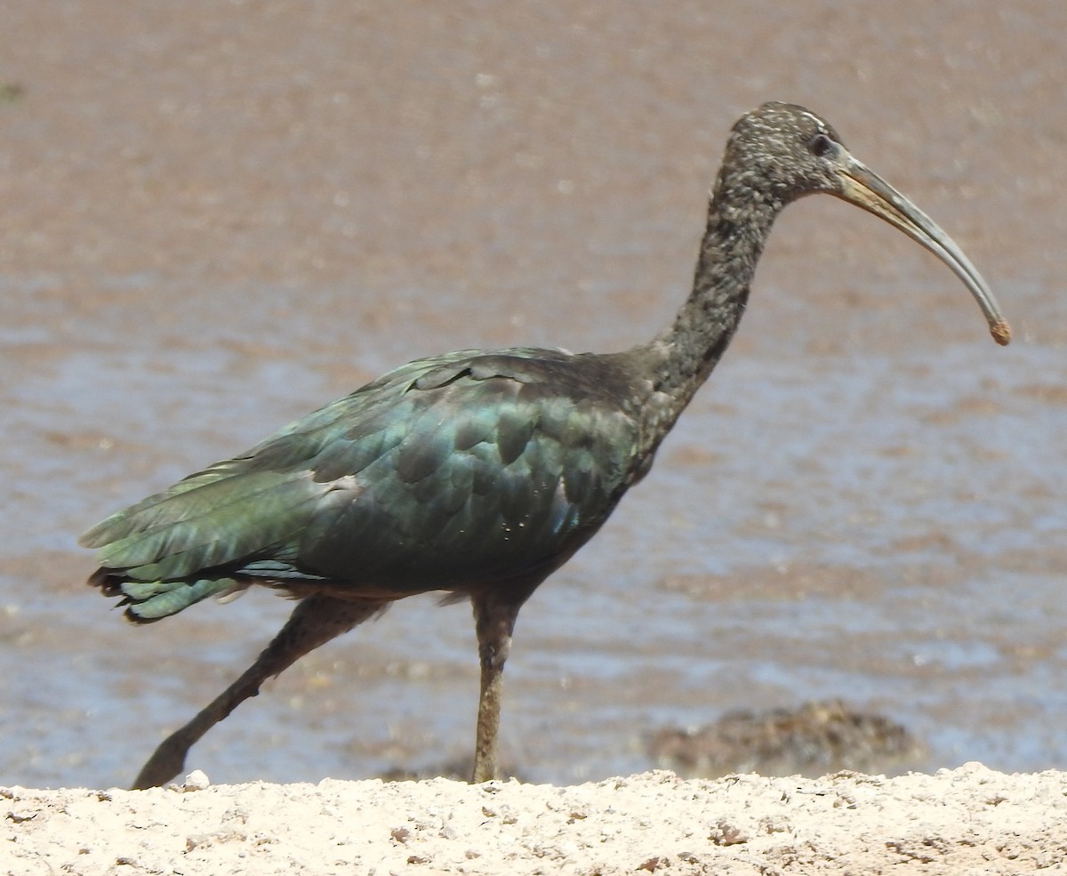 White-faced Ibis - ML641078544