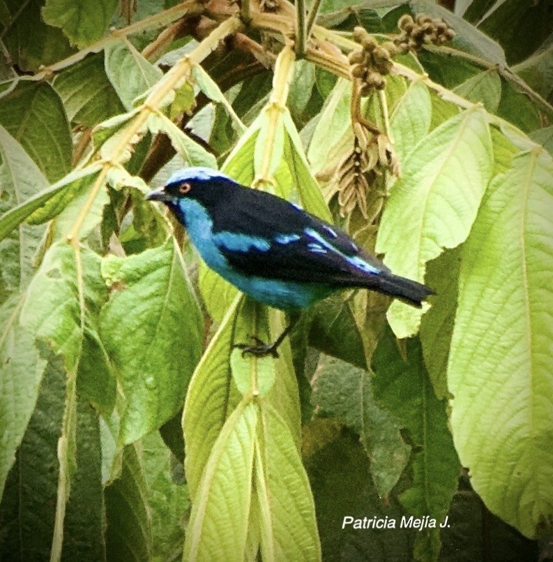 Turquoise Dacnis - ML641078550
