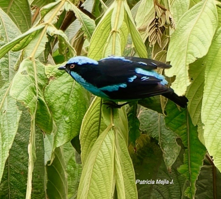 Turquoise Dacnis - ML641078551