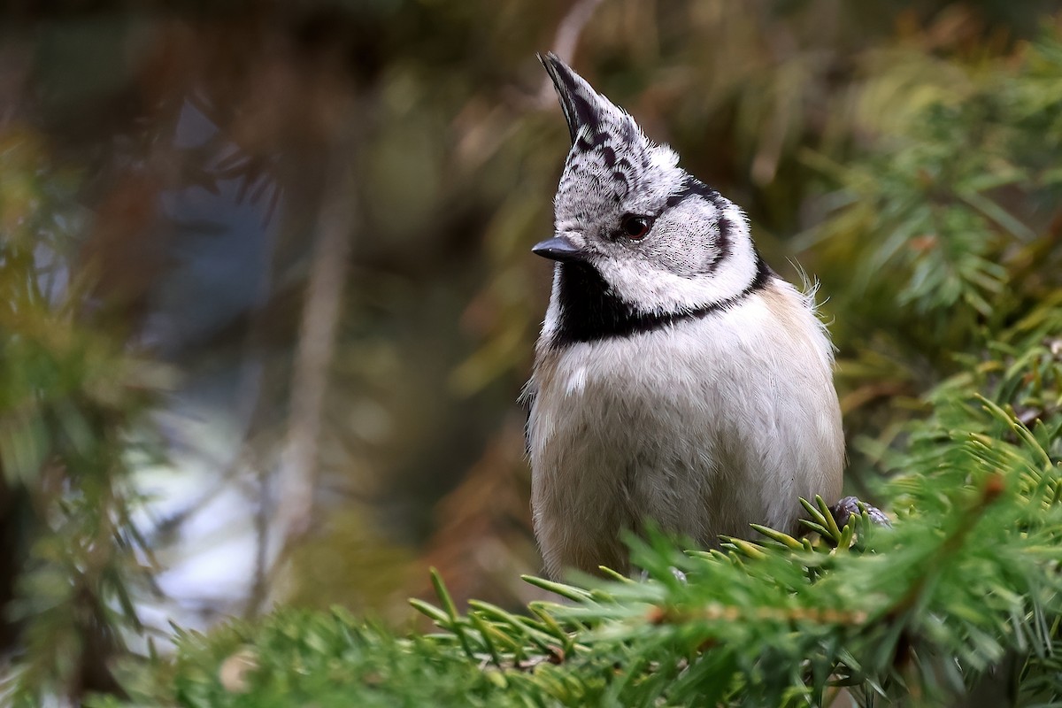 Mésange huppée - ML641078558