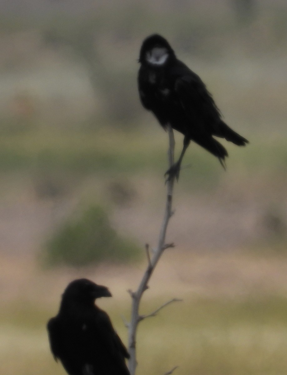Chihuahuan Raven - ML641078569