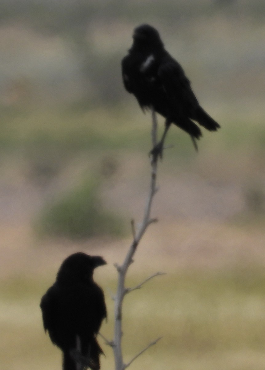 Chihuahuan Raven - ML641078570