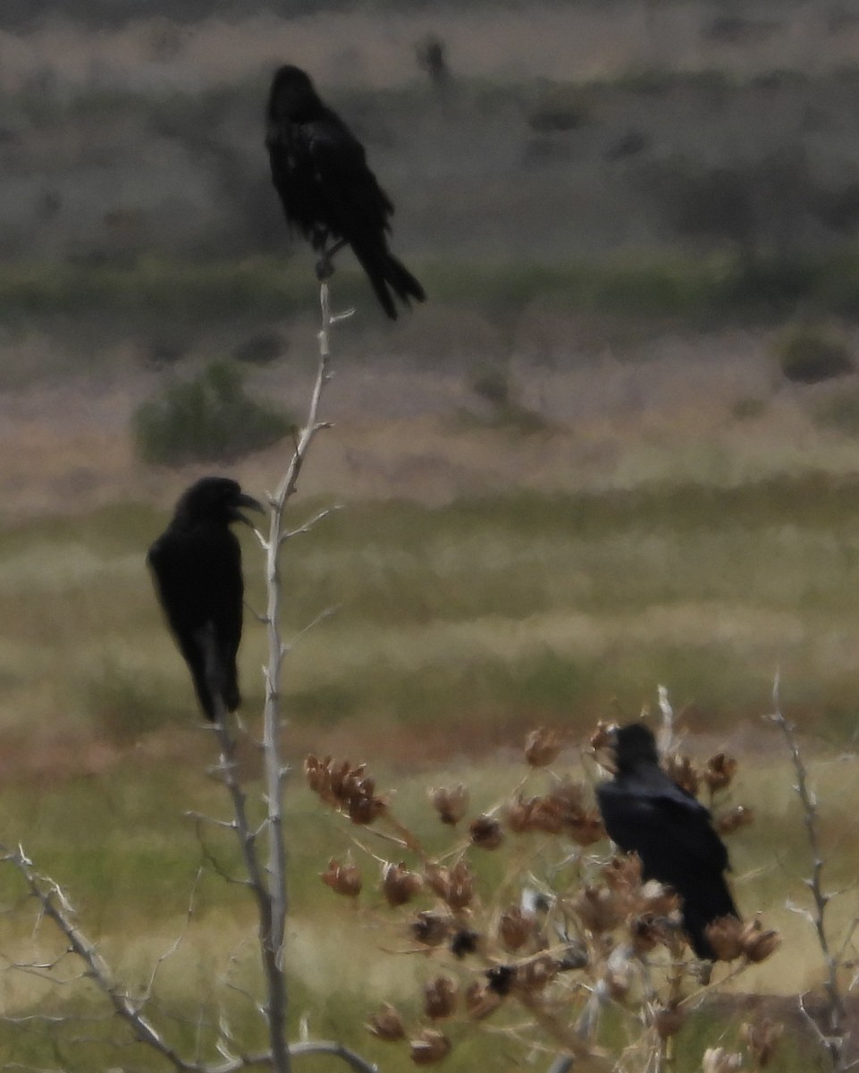 Chihuahuan Raven - ML641078571