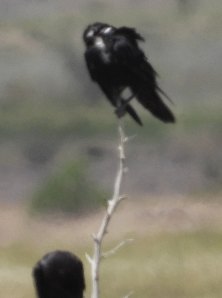 Chihuahuan Raven - ML641078572