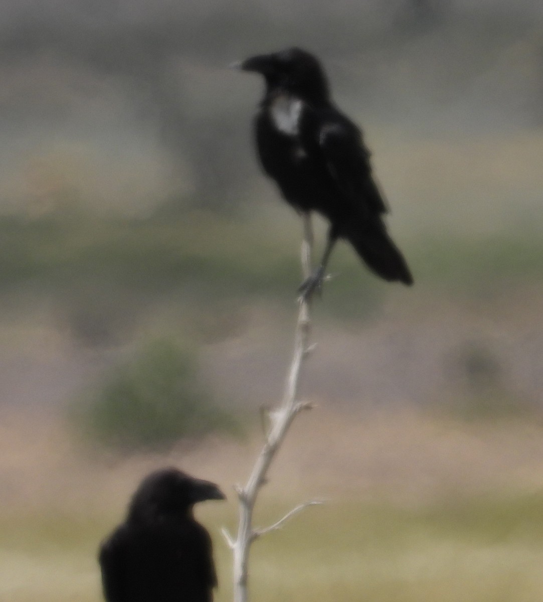 Chihuahuan Raven - ML641078573