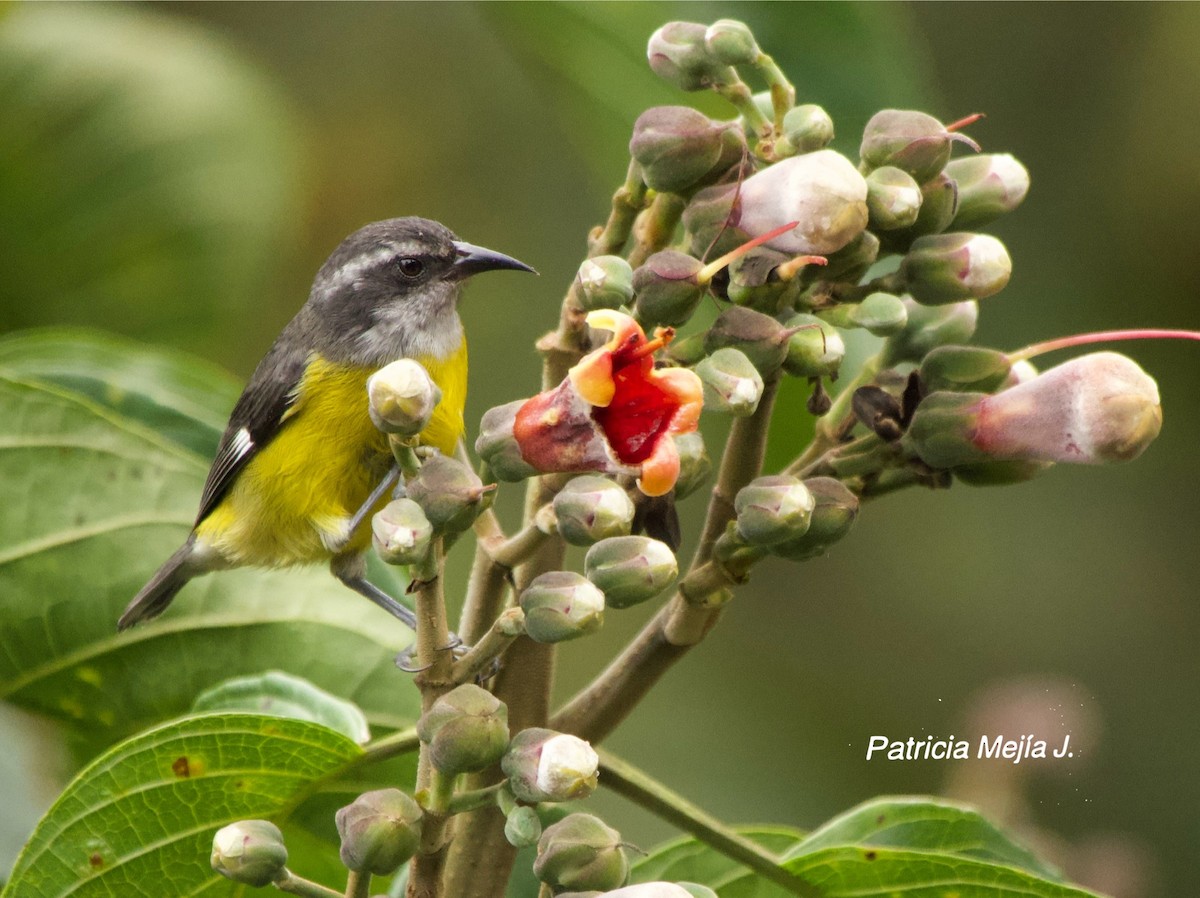 Bananaquit - ML641078576