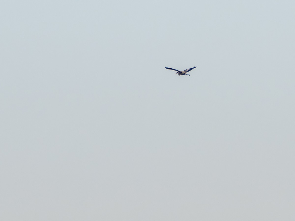 Cocoi Heron - ML641078589