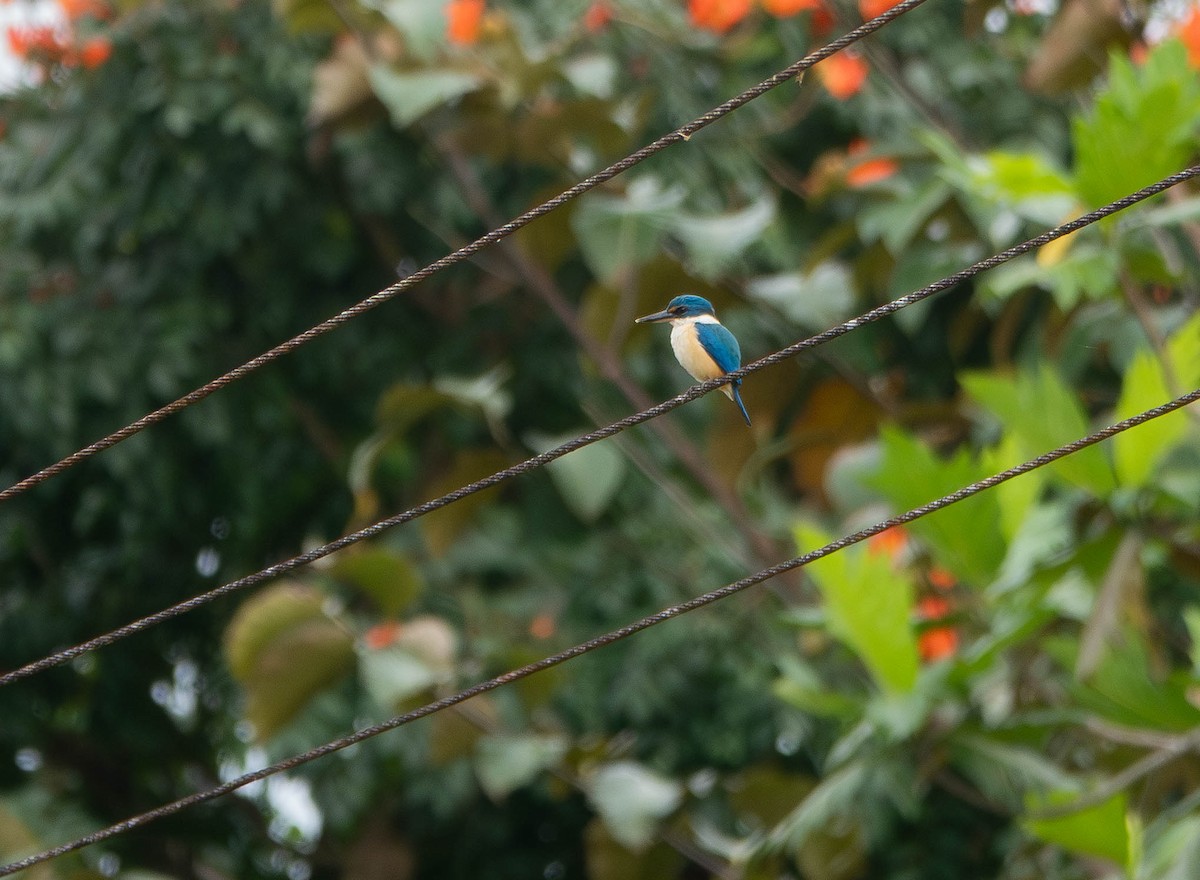 Pacific Kingfisher - ML641078615