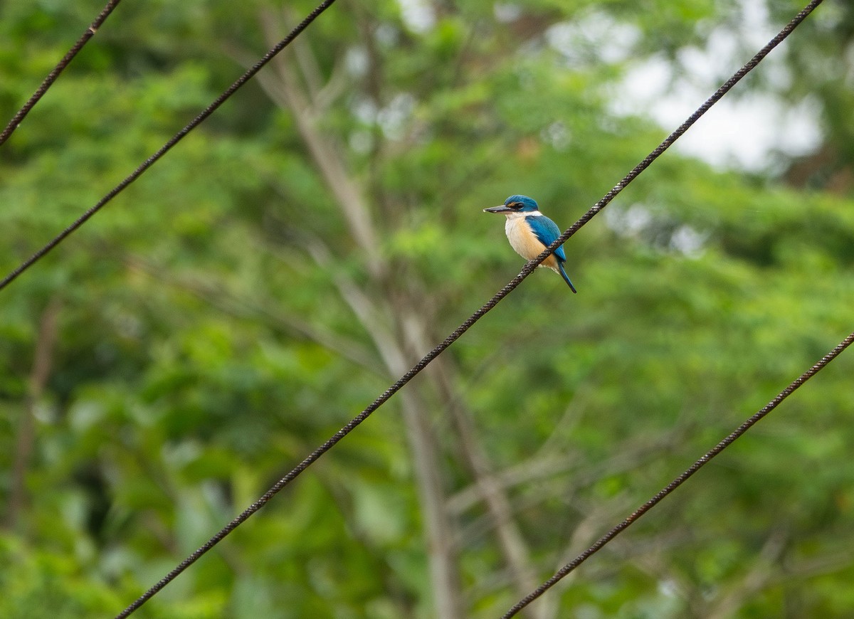 Pacific Kingfisher - ML641078623
