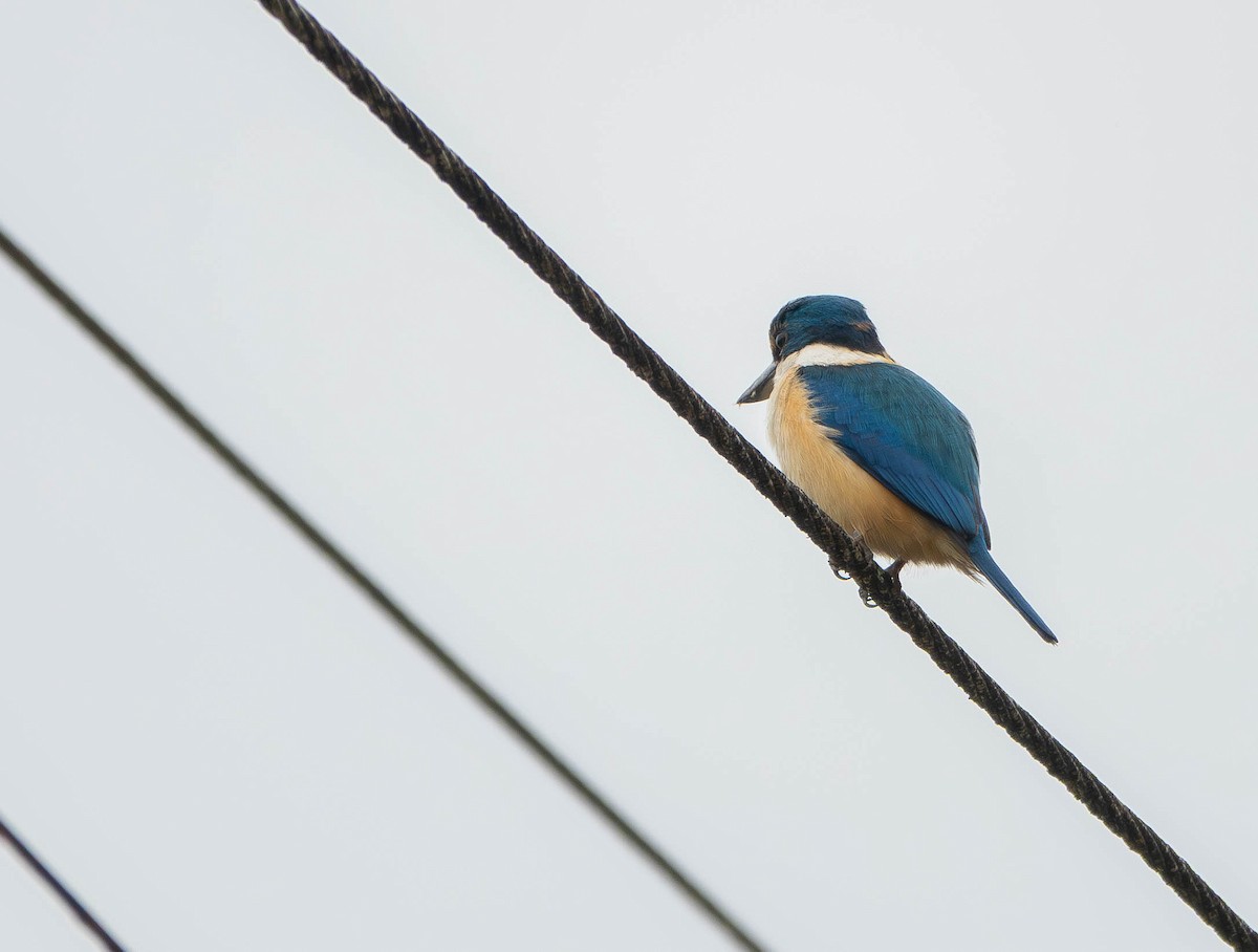 Pacific Kingfisher - ML641078624