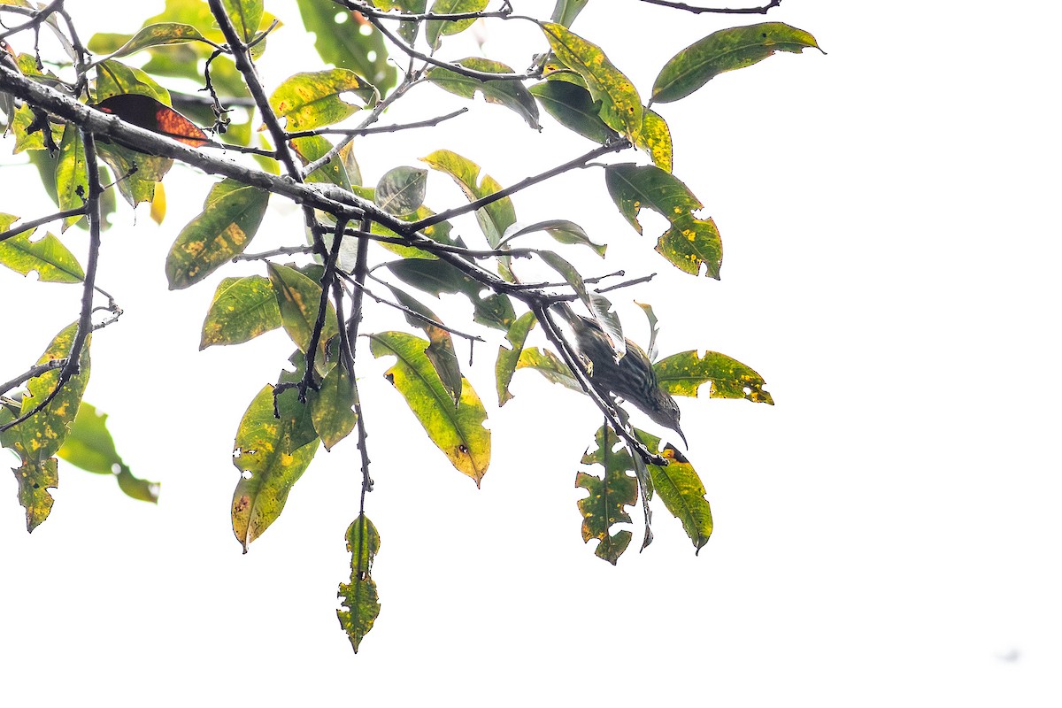 Purple Honeycreeper - ML641078629