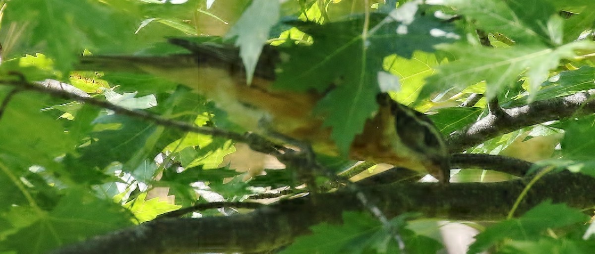 Black-headed Grosbeak - ML641078652