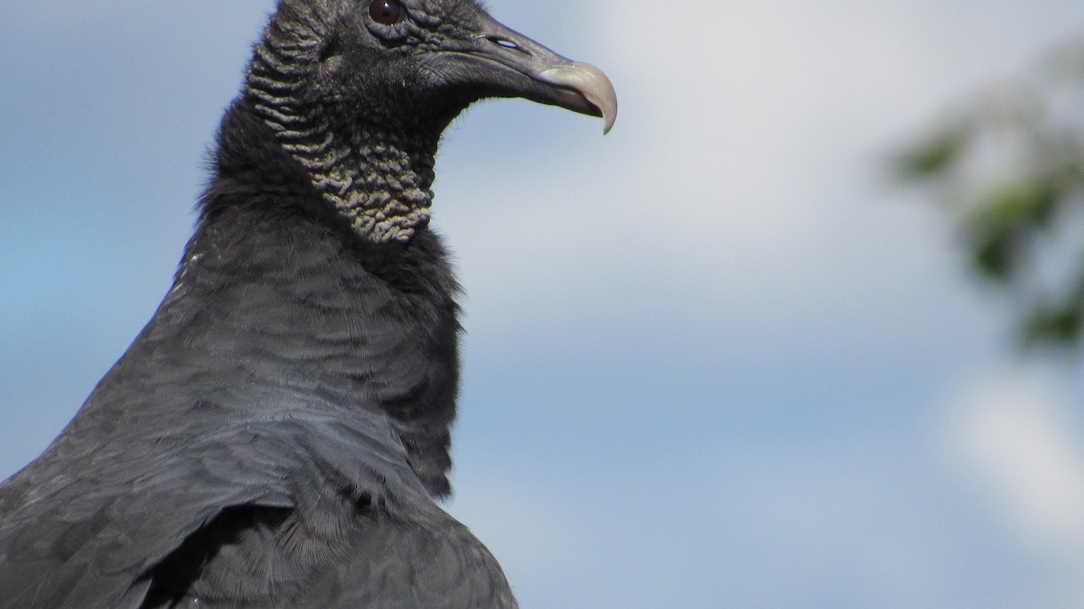 Black Vulture - ML641078690