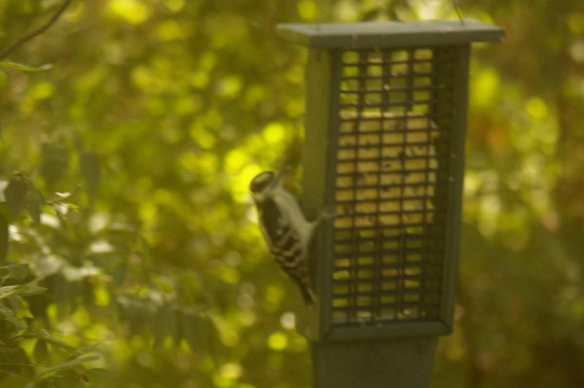 Hairy Woodpecker - ML641078693