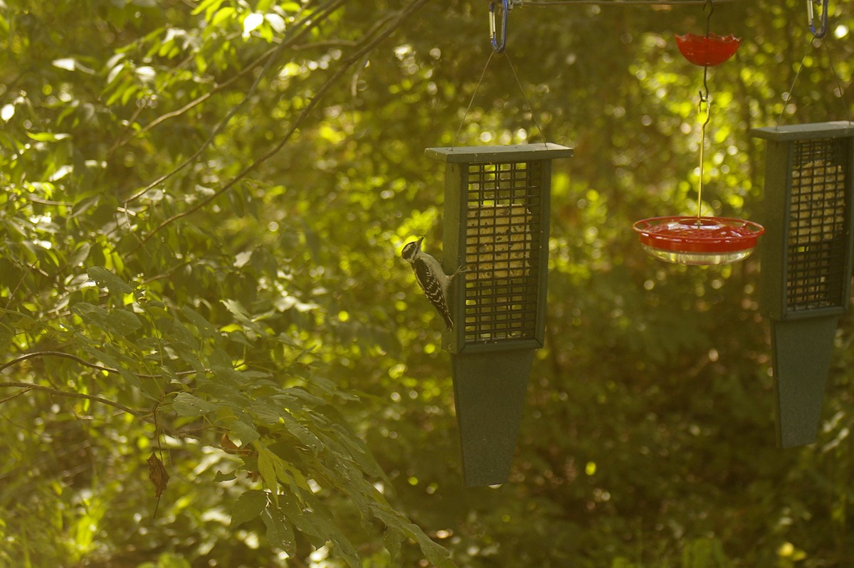 Hairy Woodpecker - ML641078699