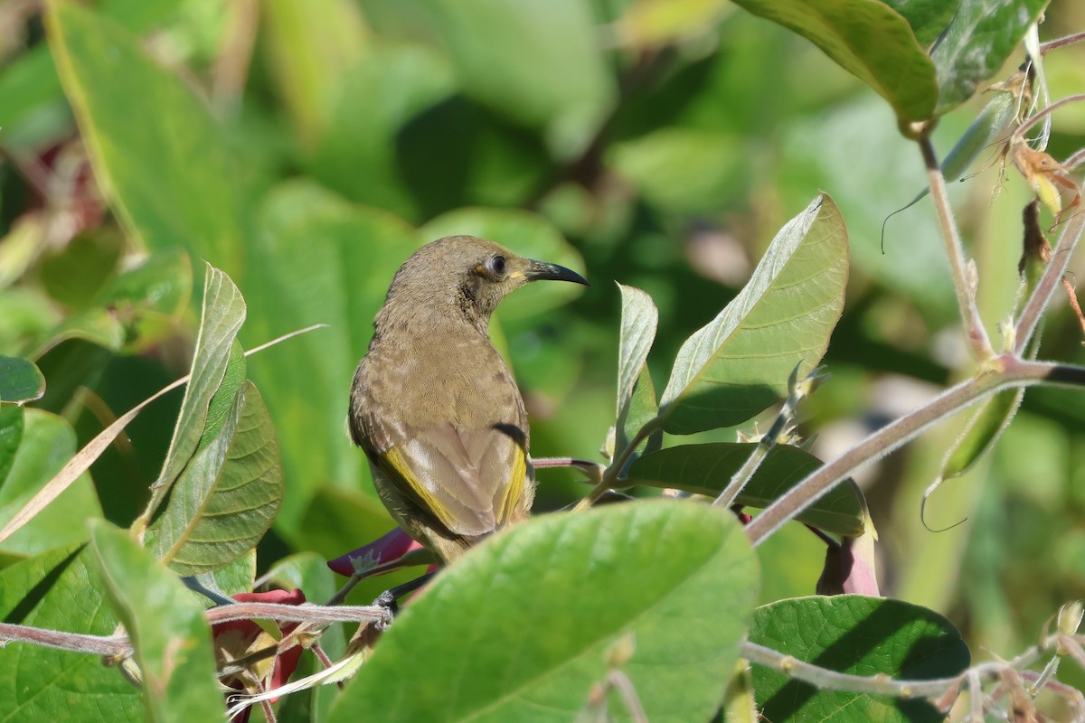Brown Honeyeater - ML641078713