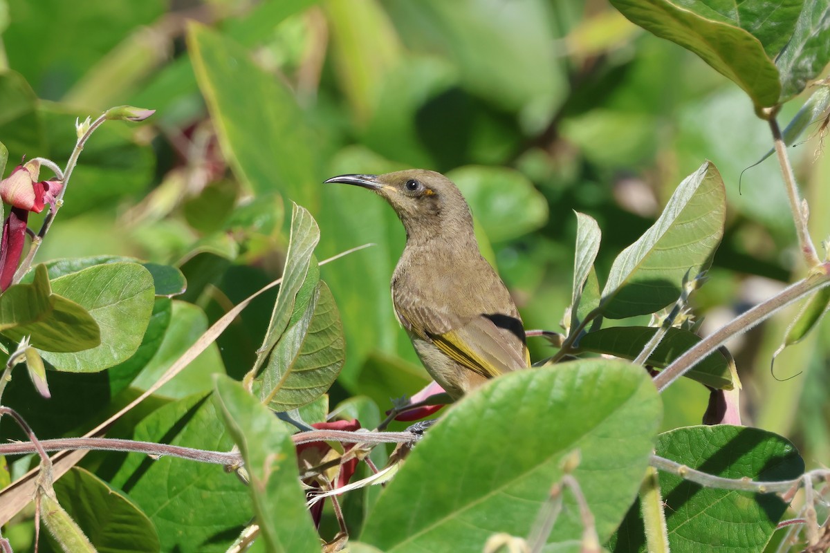 Brown Honeyeater - ML641078714