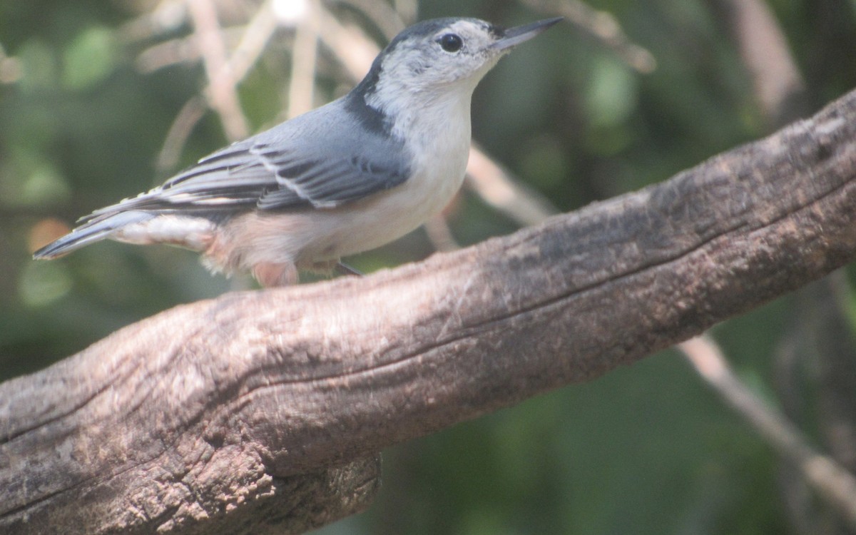 White-breasted Nuthatch - ML641078733