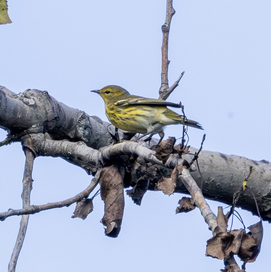 Cape May Warbler - ML641078741
