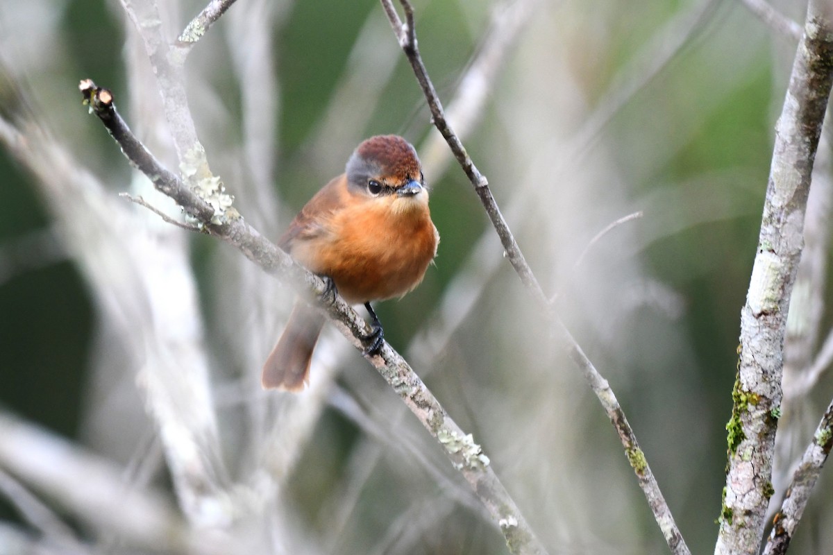 Chestnut-crowned Becard - ML641078755