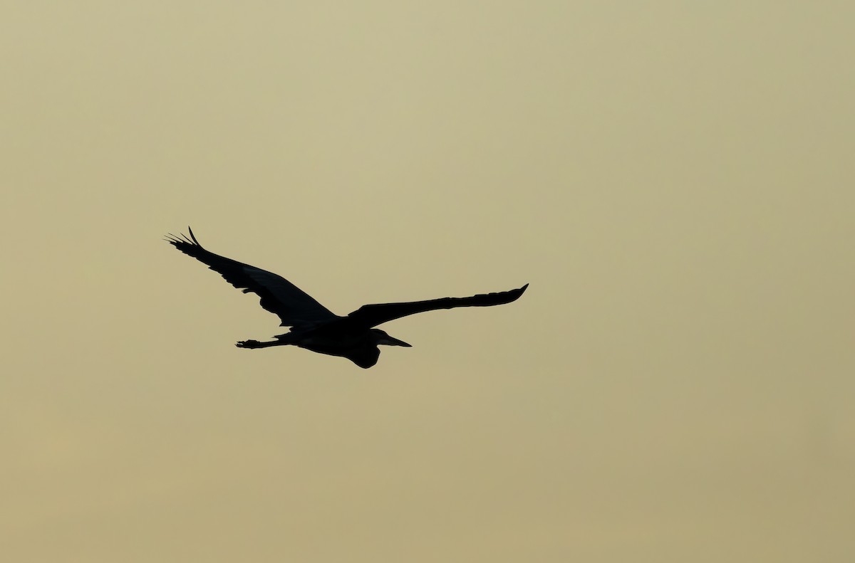 Great Blue Heron - ML641078756