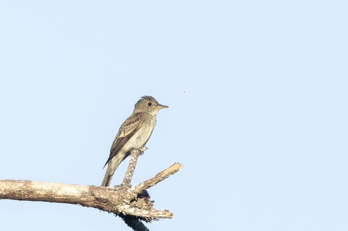 Eastern Wood-Pewee - ML641078758