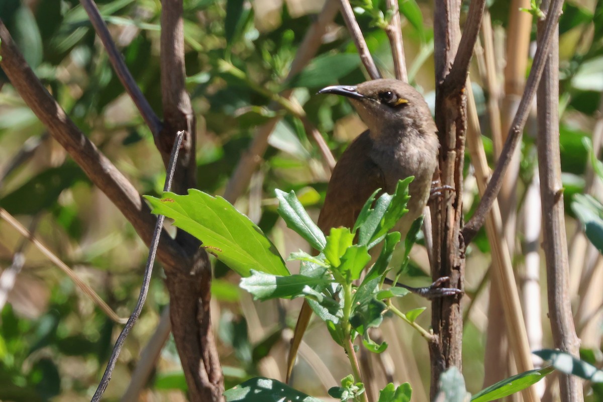 Brown Honeyeater - ML641078767