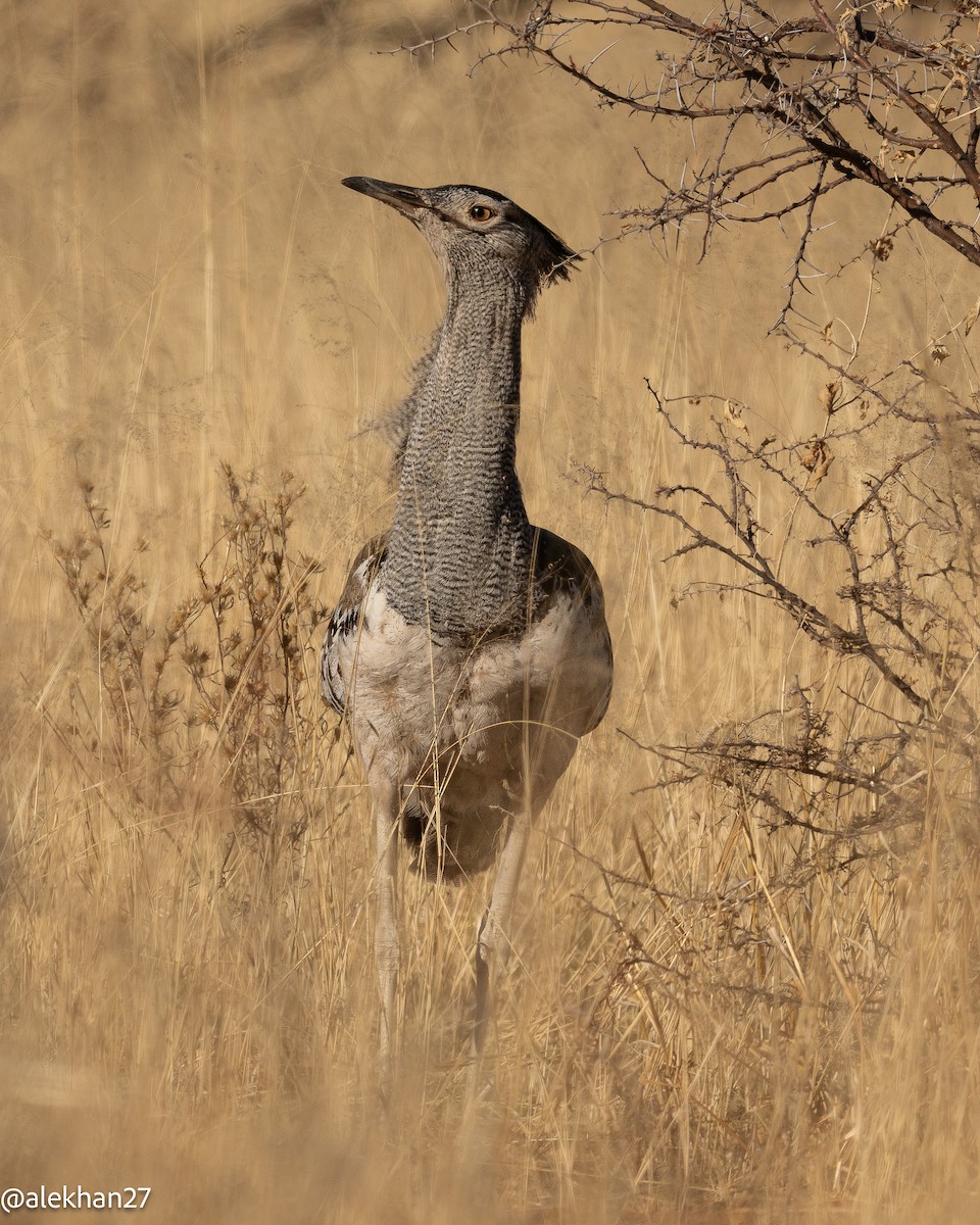 Kori Bustard - ML641078781