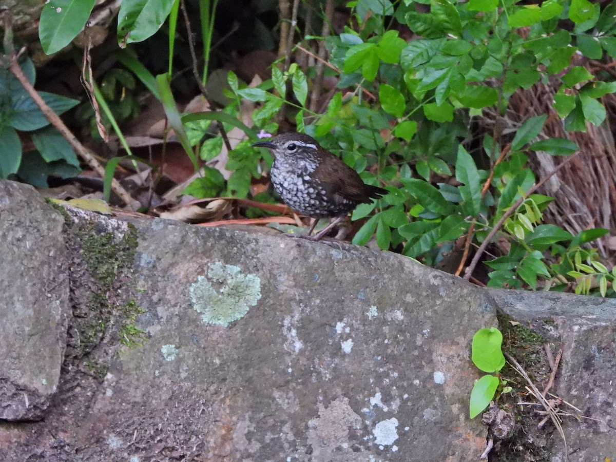 Sharp-tailed Streamcreeper - ML641078812
