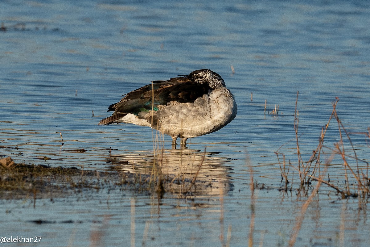 Knob-billed Duck - ML641078817