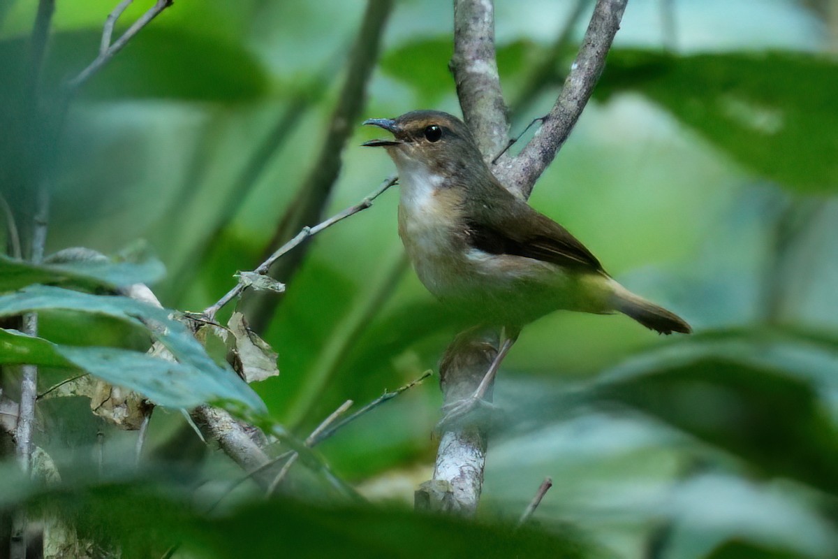 Buff-rumped Warbler - ML641078836