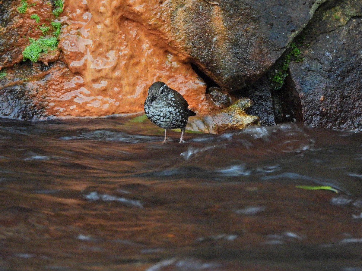 Sharp-tailed Streamcreeper - ML641078842