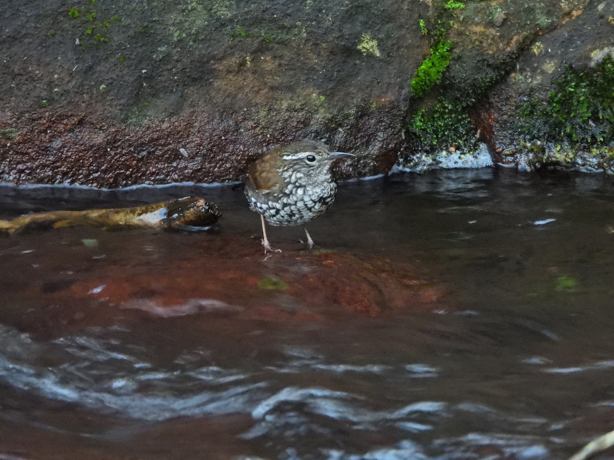 Sharp-tailed Streamcreeper - ML641078855