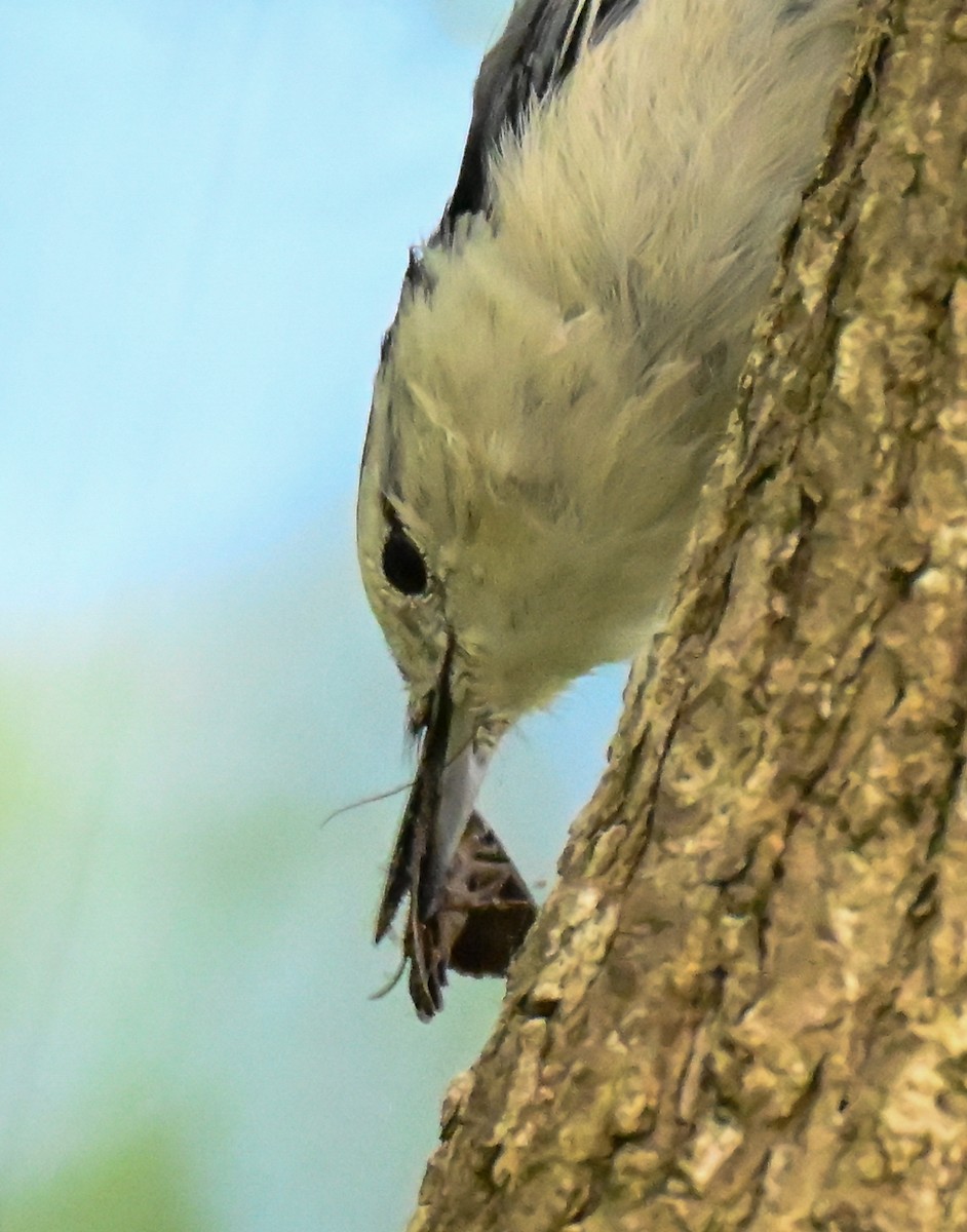 White-breasted Nuthatch - ML641078856