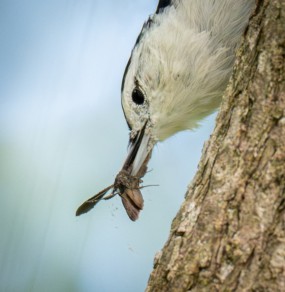 White-breasted Nuthatch - ML641078857