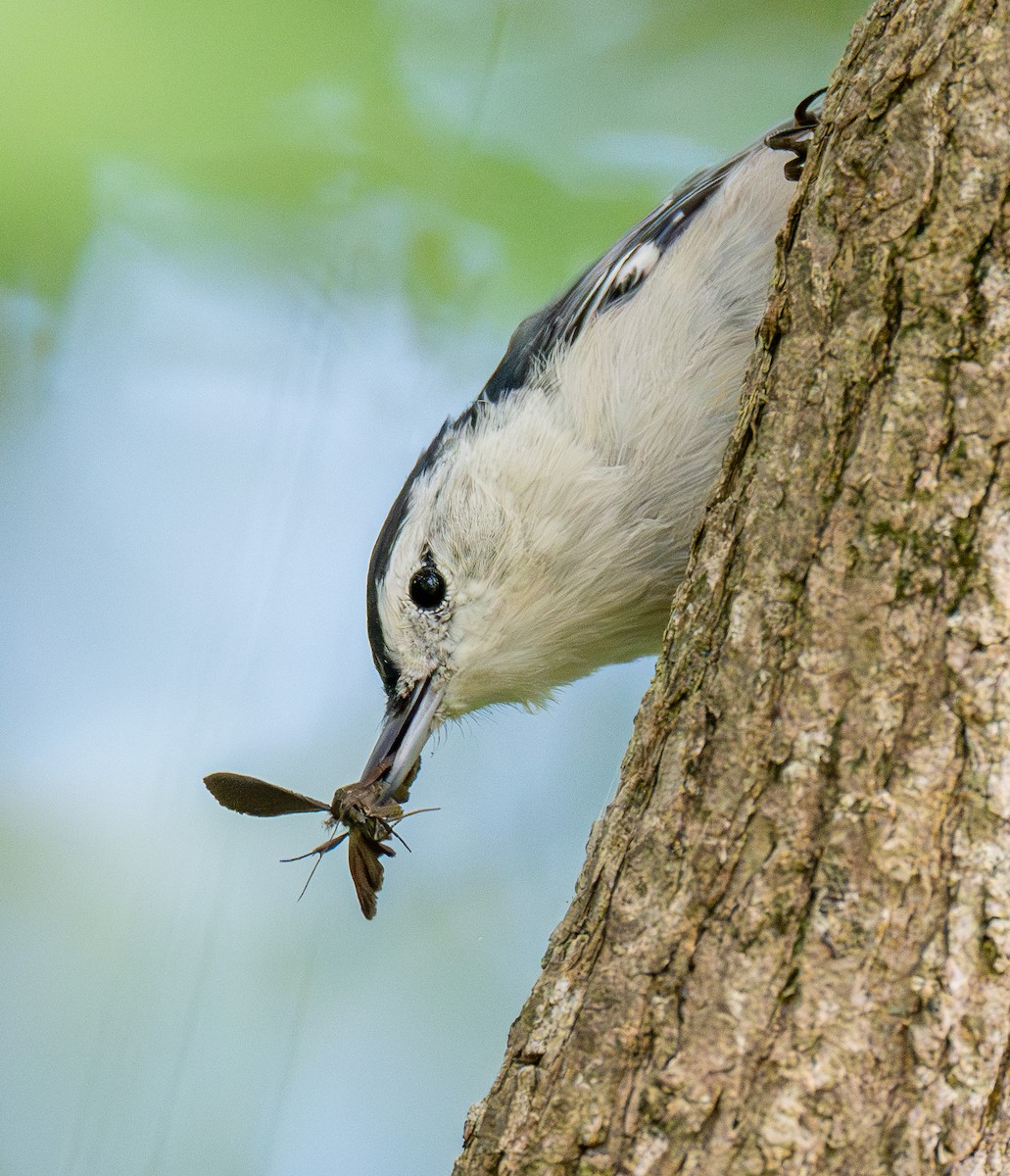 White-breasted Nuthatch - ML641078858