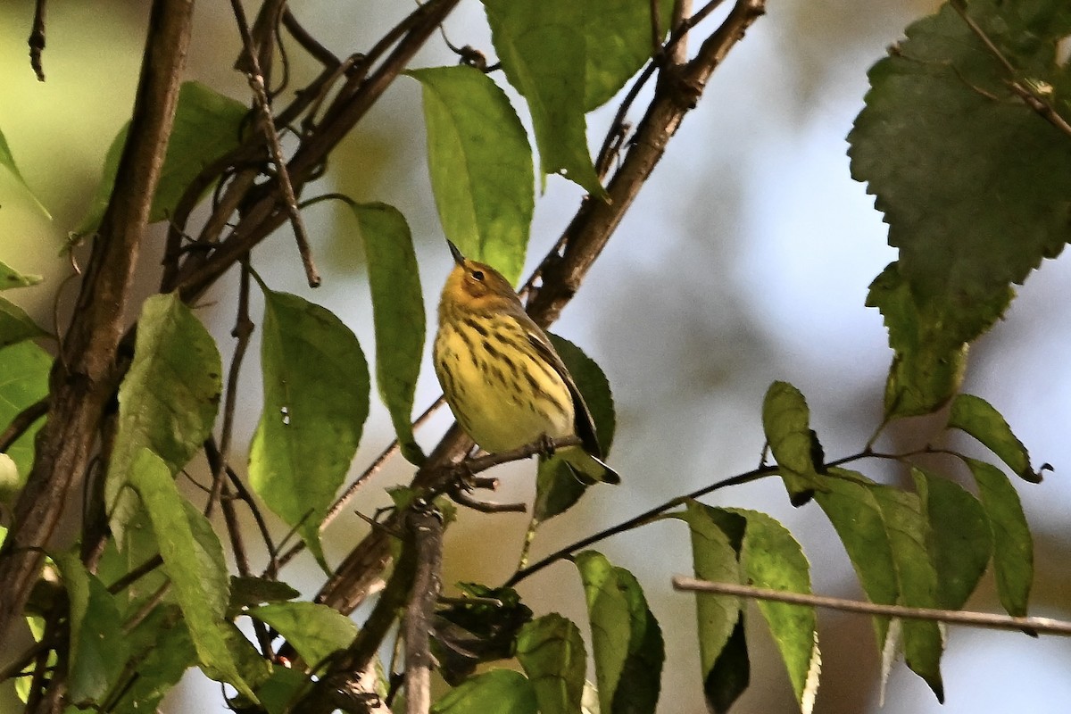 Cape May Warbler - ML641078890