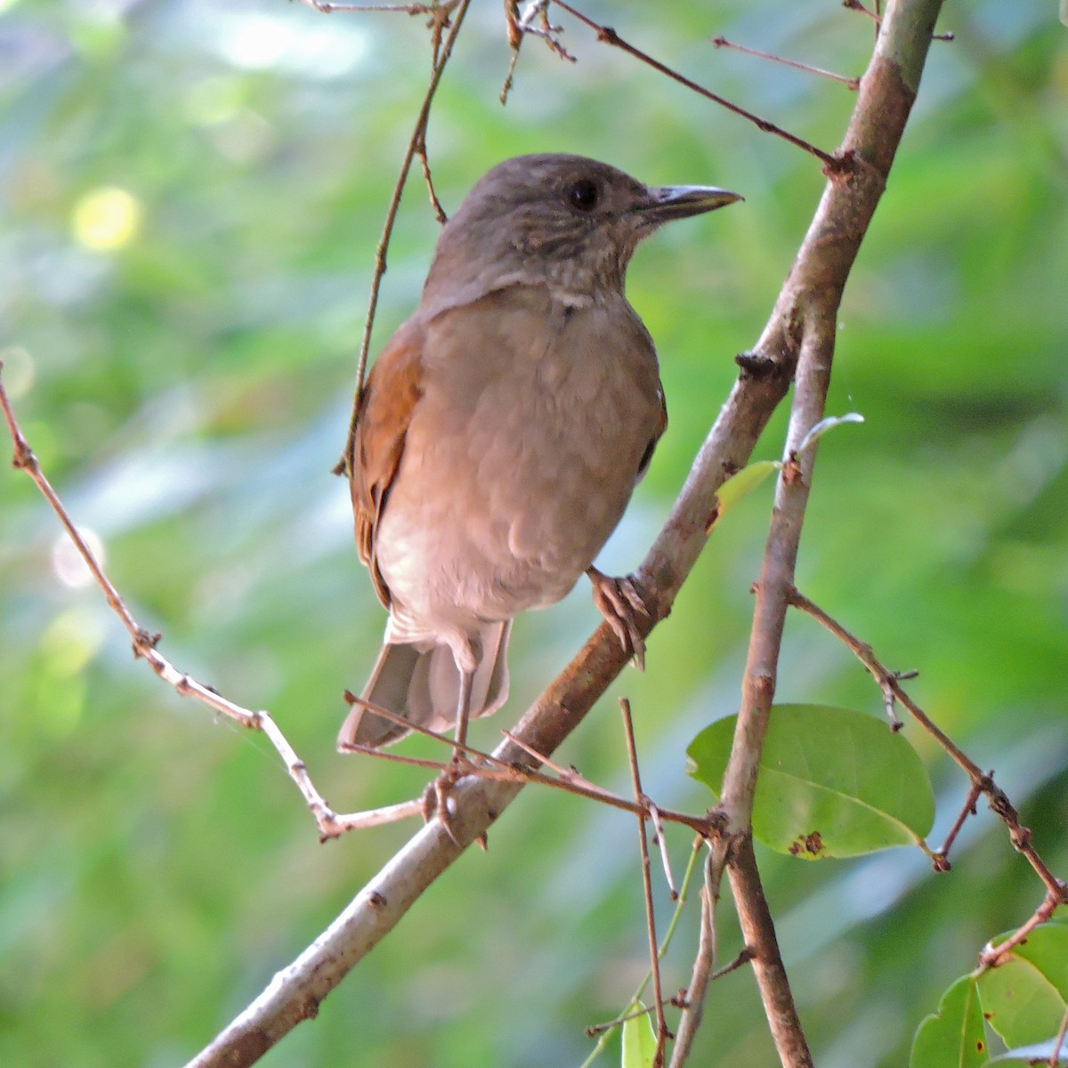 drozd bledoprsý - ML641078904