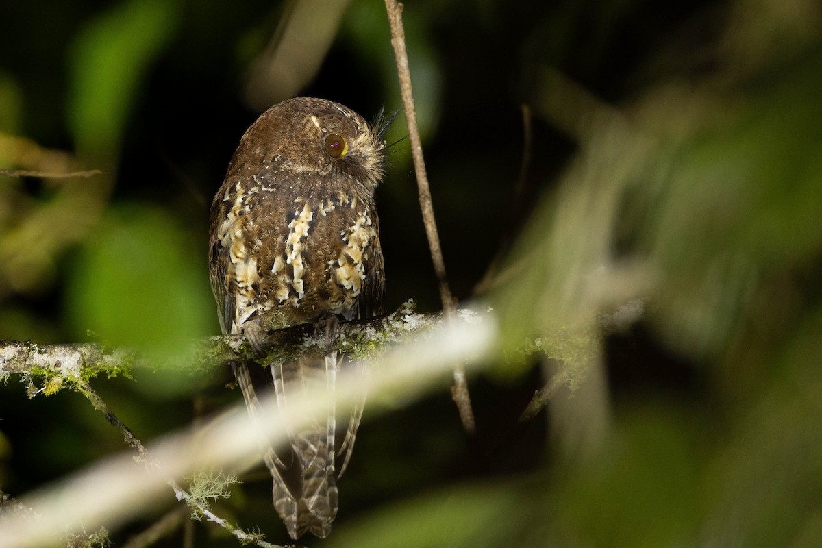 オオズクヨタカ - ML641078911