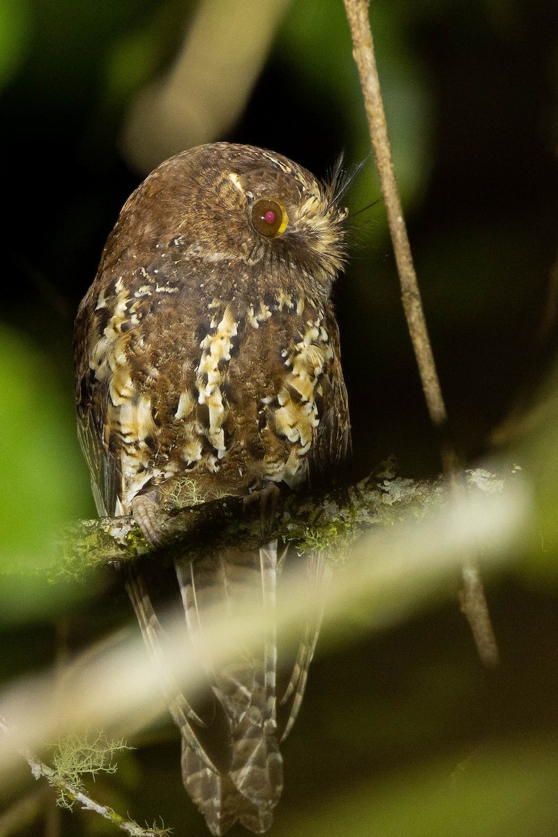 オオズクヨタカ - ML641078913