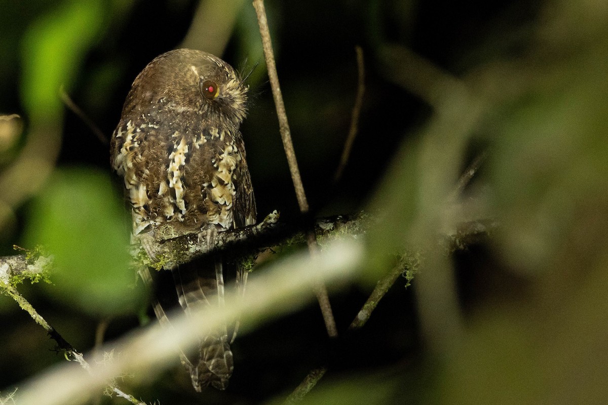 オオズクヨタカ - ML641078914
