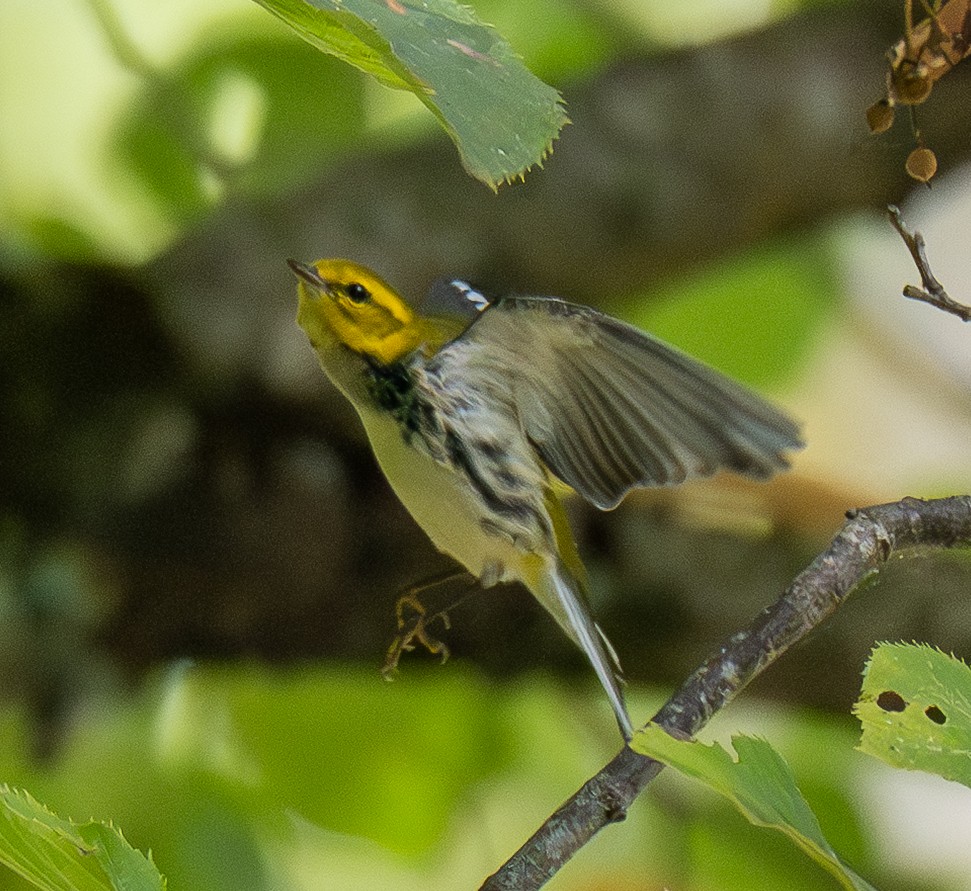 Grünmantel-Waldsänger - ML641078938