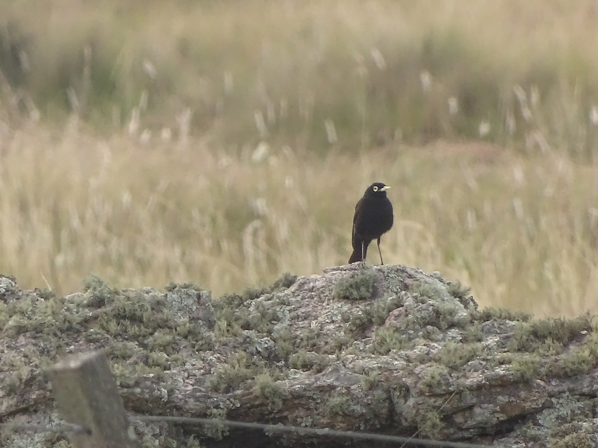 Spectacled Tyrant - ML641078959