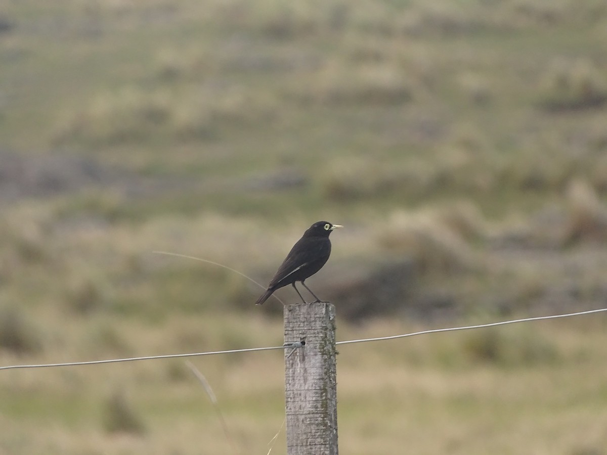 Spectacled Tyrant - ML641078960