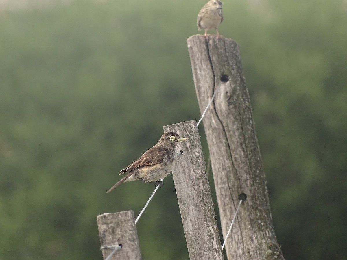 Spectacled Tyrant - ML641078961