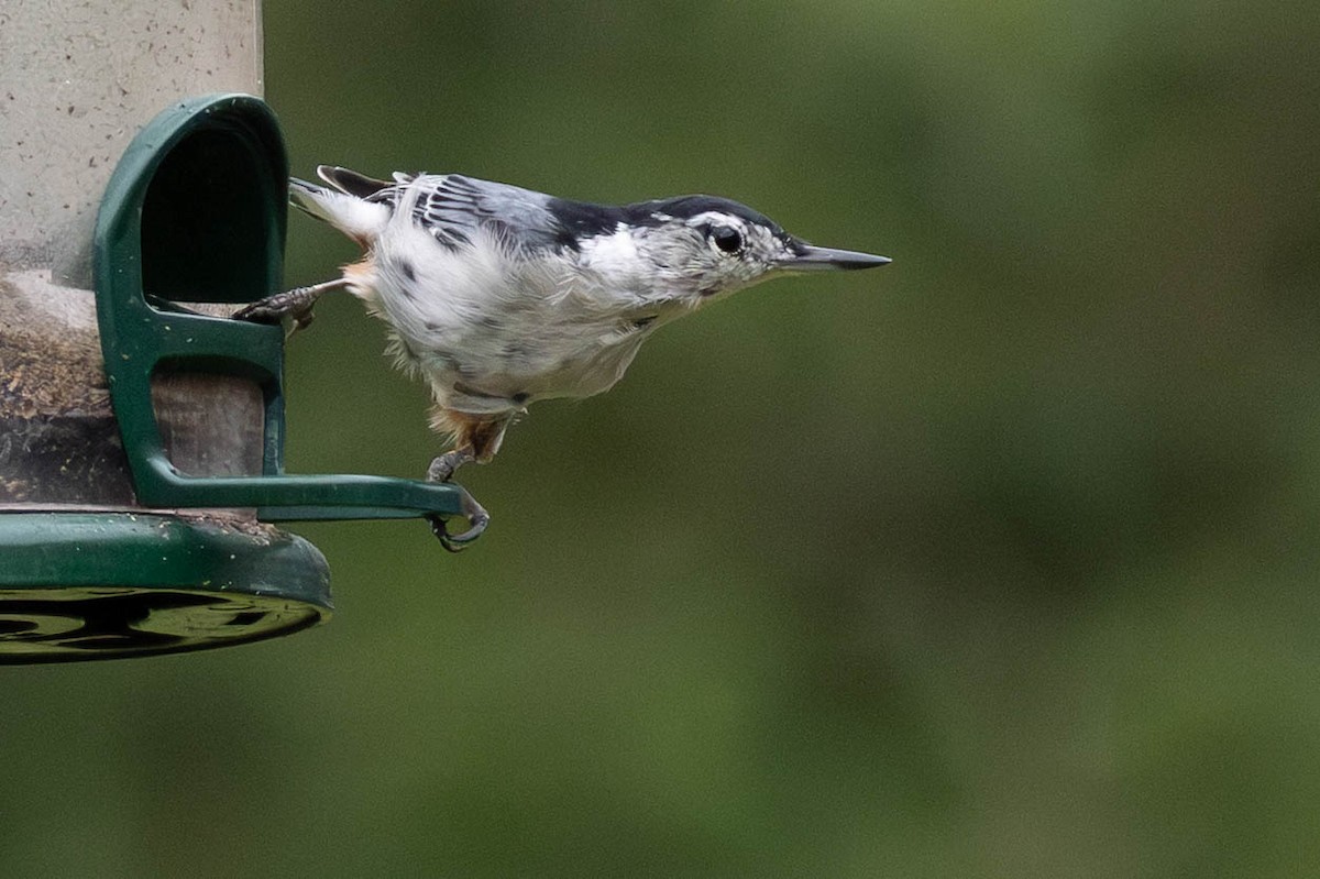 White-breasted Nuthatch (Eastern) - ML641078965