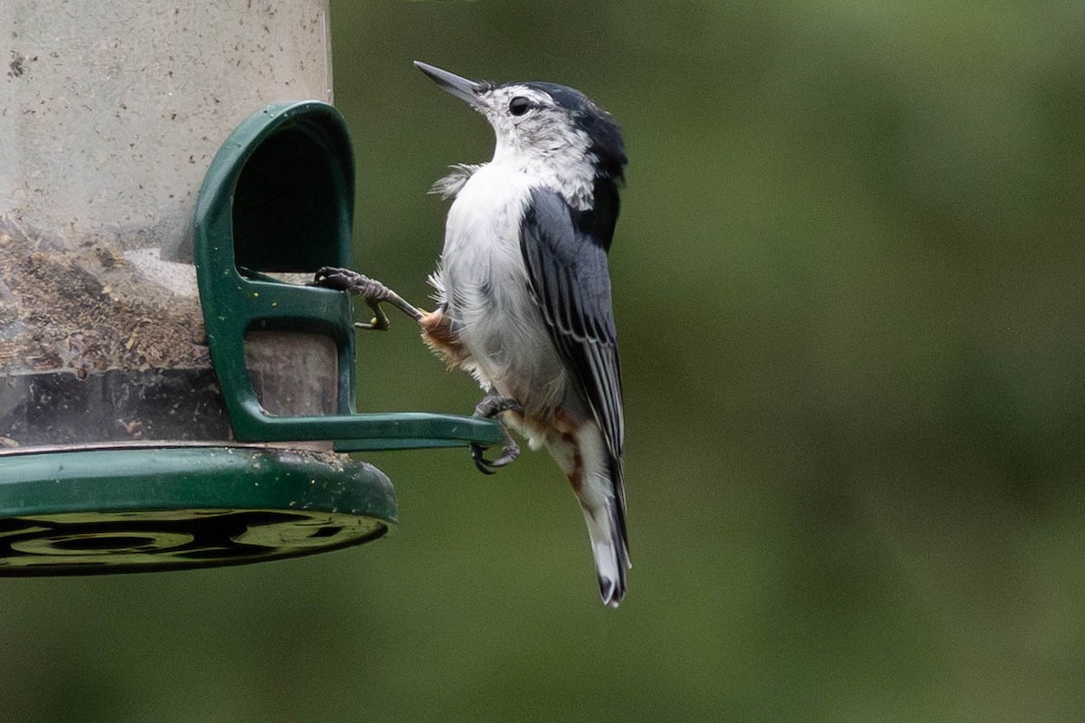 White-breasted Nuthatch (Eastern) - ML641078966