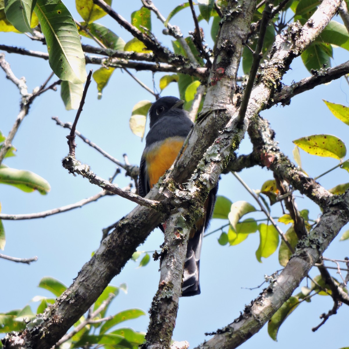trogon surucua (ssp. aurantius) - ML641078972