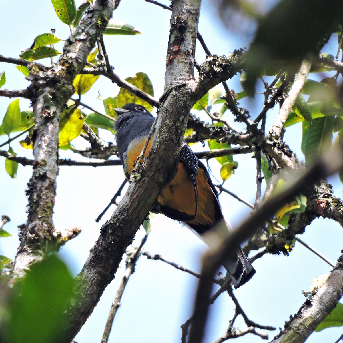 trogon surucua (ssp. aurantius) - ML641078973